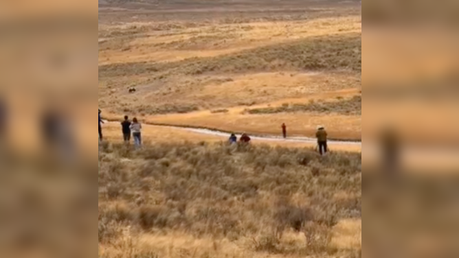 Man encounters grizzly bear in Yellowstone National Park